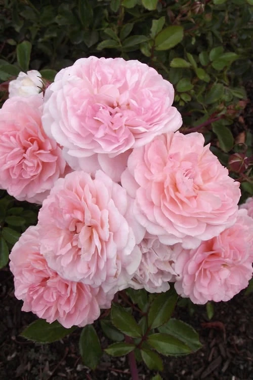 Sweet Drift Groundcover Rose - 2 Gallon Pot 6 Sweet Drift Groundcover Rose - 2 Gallon Pot - Image 6