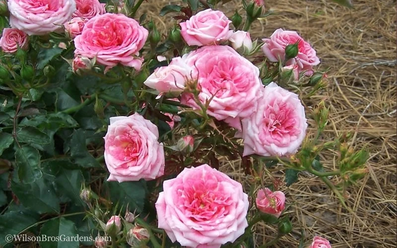 Sweet Drift Groundcover Rose - 2 Gallon Pot 3 Sweet Drift Groundcover Rose - 2 Gallon Pot - Image 3
