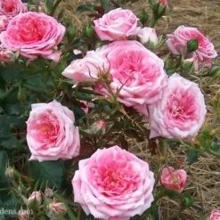 Sweet Drift Groundcover Rose - 1 Gallon Pot -Garden Supplies Sales 2024 Rose Drift Sweet 21 2