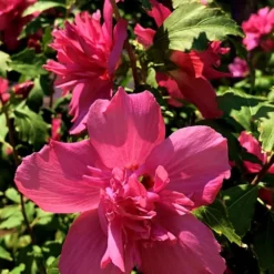 Lucy Rose Of Sharon (Single Trunk Tree) - 7 Gallon Pot (4-5') 11 Lucy Rose Of Sharon (Single Trunk Tree) - 7 Gallon Pot (4-5') -Garden Supplies Sales 2024 Rose Of Sharon Lucy 13