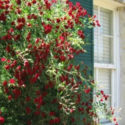 Red Cascade Miniature Climbing Rose - 6 Pack Of 1 Gallon Pots -Garden Supplies Sales 2024 Rose Red Cascade 10 1