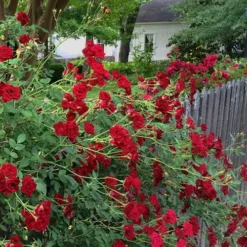 Red Cascade Miniature Climbing Rose - 6 Pack Of 1 Gallon Pots -Garden Supplies Sales 2024 Rose Red Cascade 11 1
