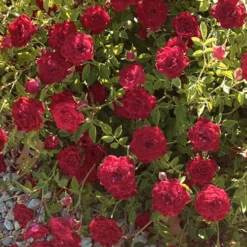 Red Cascade Miniature Climbing Rose - 6 Pack Of 1 Gallon Pots -Garden Supplies Sales 2024 Rose Red Cascade 12 1