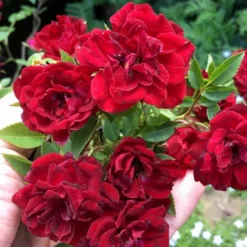 Red Cascade Miniature Climbing Rose - 2.5 Quart Pot