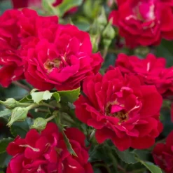 Red Drift Groundcover Rose - 3 Gallon Pot -Garden Supplies Sales 2024 Rose Red Drift BS