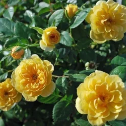 Sunrosa Yellow Dwarf Shrub Rose - 1 Gallon Pot -Garden Supplies Sales 2024 Rose Sunrosa Yellow 1