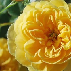 Sunrosa Yellow Dwarf Shrub Rose - 1 Gallon Pot -Garden Supplies Sales 2024 Rose Sunrosa Yellow 3