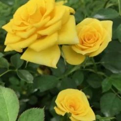 Sunrosa Yellow Dwarf Shrub Rose - 1 Gallon Pot