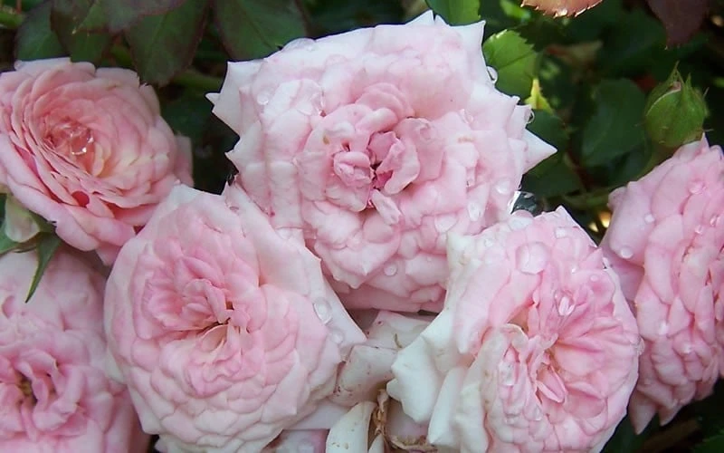 Sweet Drift Groundcover Rose - 2 Gallon Pot 4 Sweet Drift Groundcover Rose - 2 Gallon Pot - Image 4