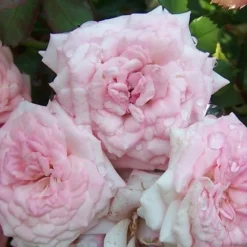 Sweet Drift Groundcover Rose - 3 Gallon Pot -Garden Supplies Sales 2024 Rose Sweet Drift