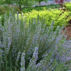 Arp Rosemary - 5 Pack Of Quart Pots -Garden Supplies Sales 2024 Rosemary Arp Blooming 1