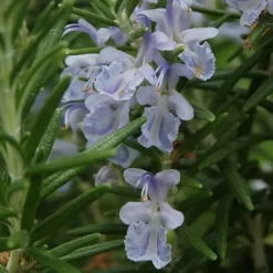 Arp Rosemary - 5 Pack Of Quart Pots -Garden Supplies Sales 2024 Rosemary Arp Closeup 2 1