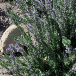 Barbeque Rosemary Plant - 1 Gallon Pot -Garden Supplies Sales 2024 Rosemary Barbeque 11