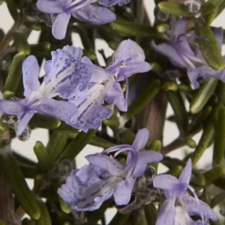 Barbeque Rosemary Plant - 6 Pack Of Pint Pots -Garden Supplies Sales 2024 Rosemary Barbeque 13 1