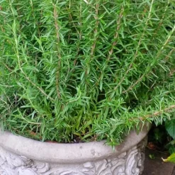 Barbeque Rosemary Plant - 1 Gallon Pot -Garden Supplies Sales 2024 Rosemary Barbeque