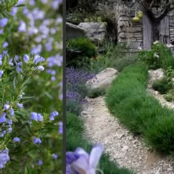 Chef's Choice Rosemary - 1 Gallon Pot -Garden Supplies Sales 2024 Rosemary Chefs Choice 2