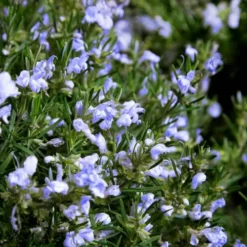 Chef's Choice Rosemary - 3 Gallon Pot -Garden Supplies Sales 2024 Rosemary Chefs Choice Flowers 2