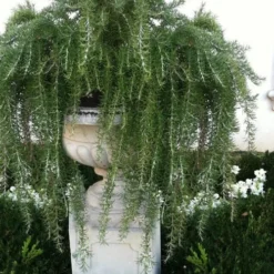 Foxtail Rosemary Plant - 1 Gallon Pot 8 Foxtail Rosemary Plant - 1 Gallon Pot -Garden Supplies Sales 2024 Rosemary Foxtail 2 1