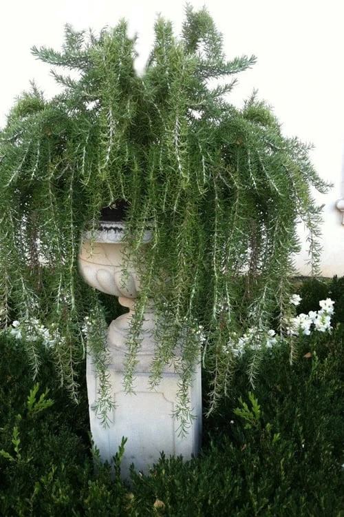 Foxtail Rosemary Plant - 1 Gallon Pot 4 Foxtail Rosemary Plant - 1 Gallon Pot - Image 4