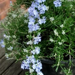 Foxtail Rosemary Plant - 1 Gallon Pot 9 Foxtail Rosemary Plant - 1 Gallon Pot -Garden Supplies Sales 2024 Rosemary Foxtail 3 1