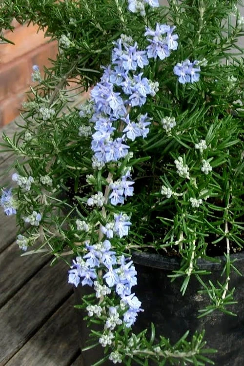 Foxtail Rosemary Plant - 1 Gallon Pot 5 Foxtail Rosemary Plant - 1 Gallon Pot - Image 5
