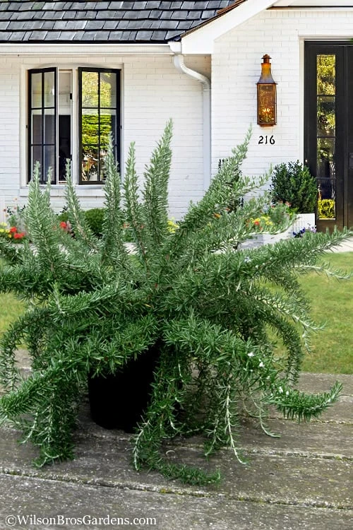 Foxtail Rosemary Plant - 1 Gallon Pot 1 Foxtail Rosemary Plant - 1 Gallon Pot