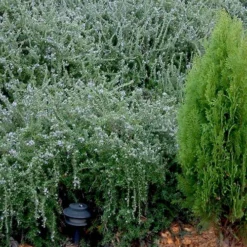 Prostrate Creeping Rosemary - 6 Pack Of Pint Pots -Garden Supplies Sales 2024 Rosemary Prostrate 12