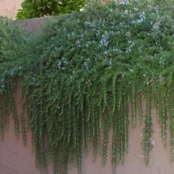 Prostrate Creeping Rosemary - 6 Pack Of Pint Pots