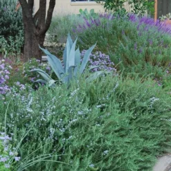 Prostrate Creeping Rosemary - 6 Pack Of Pint Pots -Garden Supplies Sales 2024 Rosemary Prostrate 500x750 1