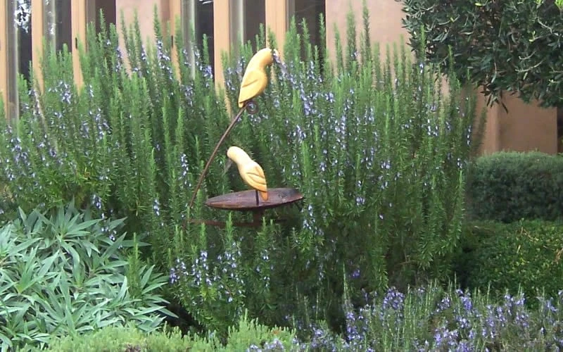 Tuscan Blue Rosemary - 1 Gallon Pot 4 Tuscan Blue Rosemary - 1 Gallon Pot - Image 4