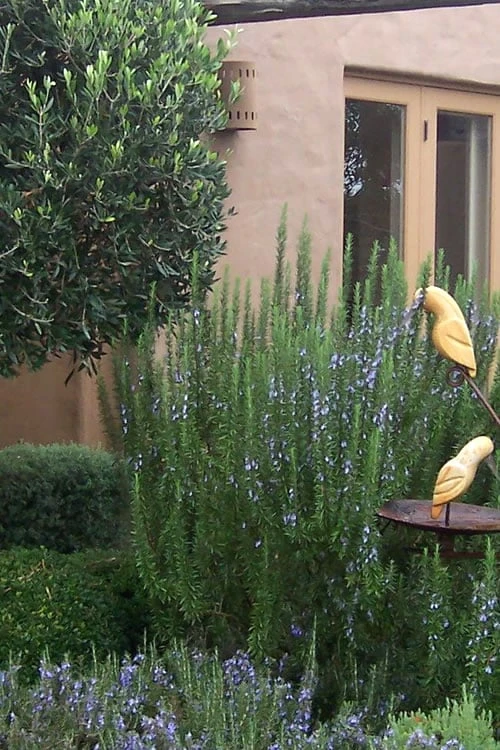 Tuscan Blue Rosemary - 1 Gallon Pot 1 Tuscan Blue Rosemary - 1 Gallon Pot