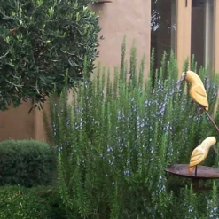 Tuscan Blue Rosemary - 5 Pack Of Quart Pots