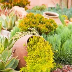 Lemon Ball Sedum - 5 Pack Of Pint Pots 11 Lemon Ball Sedum - 5 Pack Of Pint Pots -Garden Supplies Sales 2024 Sedum mexicanum lemon ball 2 1