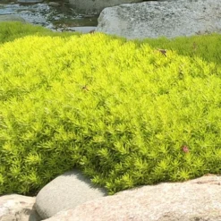 Lemon Ball Sedum - 5 Pack Of Pint Pots 12 Lemon Ball Sedum - 5 Pack Of Pint Pots -Garden Supplies Sales 2024 Sedum mexicanum lemon ball 4 1