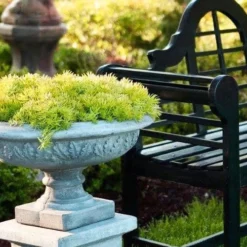 Lemon Ball Sedum - 5 Pack Of Pint Pots 13 Lemon Ball Sedum - 5 Pack Of Pint Pots -Garden Supplies Sales 2024 Sedum mexicanum lemon ball 6 1