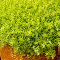 Lemon Ball Sedum - 5 Pack Of Pint Pots 10 Lemon Ball Sedum - 5 Pack Of Pint Pots -Garden Supplies Sales 2024 Sedum mexicanum lemon ball 7 1