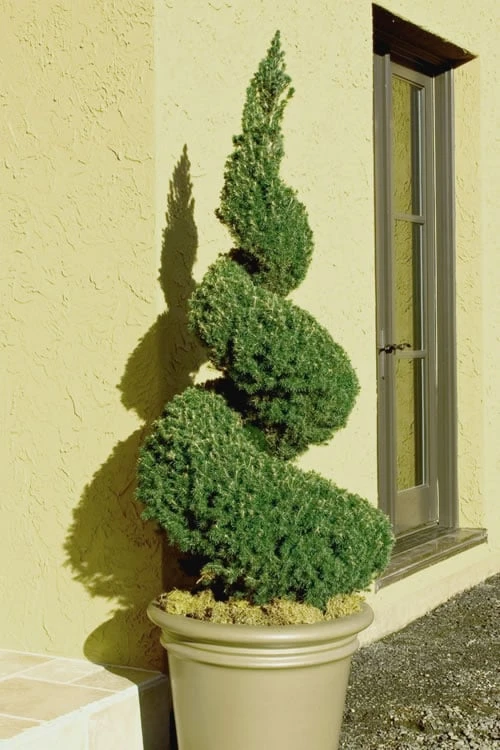 Spiral Dwarf Alberta Spruce Topiary - 7 Gallon Pot 1 Spiral Dwarf Alberta Spruce Topiary - 7 Gallon Pot