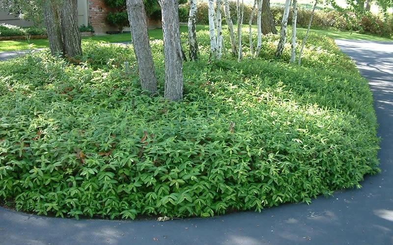 Creeping St Johns Wort (Hypericum Calycinum) - 5 Pack Of Quart Pots 5 Creeping St Johns Wort (Hypericum Calycinum) - 5 Pack Of Quart Pots - Image 5
