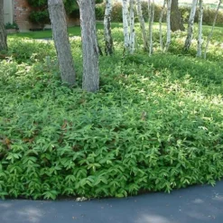 Creeping St Johns Wort - Hypericum Calycinum - 6 Pack Of Pint Pots -Garden Supplies Sales 2024 St Johns Wort 1 2
