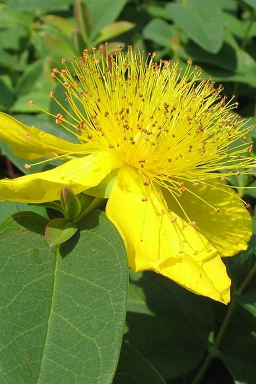 Creeping St Johns Wort (Hypericum Calycinum) - 5 Pack Of Quart Pots 1 Creeping St Johns Wort (Hypericum Calycinum) - 5 Pack Of Quart Pots
