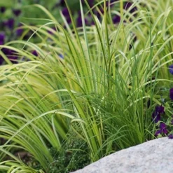 Golden Variegated Sweet Flag - Acorus Gramineus 'Oborozuki' - 18 Count Flats Of Pint Pots -Garden Supplies Sales 2024 Sweet Flag Variegated 2