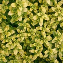 Archers Gold Lemon Thyme - Thymus Citriodorus - 5 Pack Of Pint Pots -Garden Supplies Sales 2024 Thyme Archers Gold Rev 500x750 1