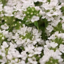 White Creeping Thyme (Thymus Praecox 'Albiflorus') 10 Pack Of Pint Pots 8 White Creeping Thyme (Thymus Praecox 'Albiflorus') 10 Pack Of Pint Pots -Garden Supplies Sales 2024 Thyme Creeping White 3 1