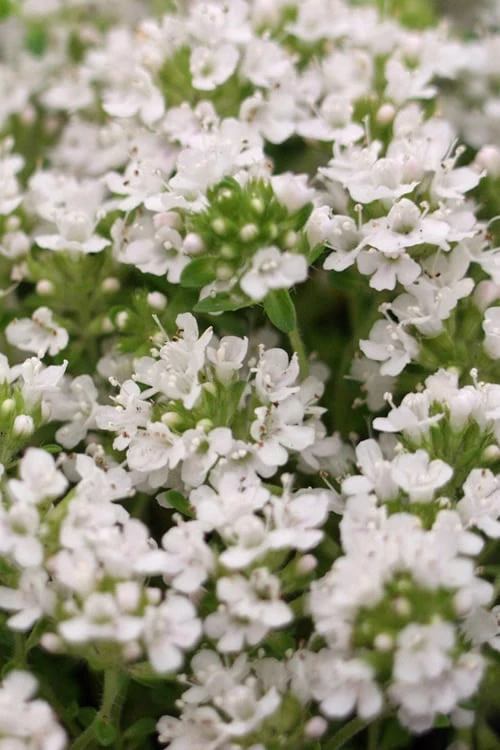 White Creeping Thyme (Thymus Praecox 'Albiflorus') 10 Pack Of Pint Pots 4 White Creeping Thyme (Thymus Praecox 'Albiflorus') 10 Pack Of Pint Pots - Image 4
