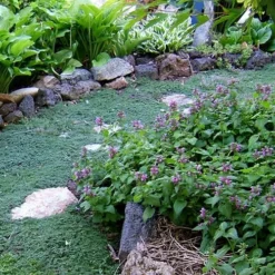 Elfin Creeping Thyme (Thymus Serpyllum 'Elfin') - 5 Pack Of Quart Pots -Garden Supplies Sales 2024 Thyme Elfin 10 3