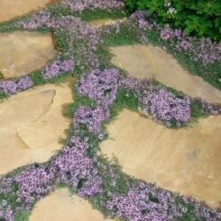 Elfin Creeping Thyme - Thymus Serpyllum Elfin - 6 Pack Of 3.5" Pint Pots