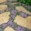 Elfin Creeping Thyme (Thymus Serpyllum 'Elfin') - 5 Pack Of Quart Pots
