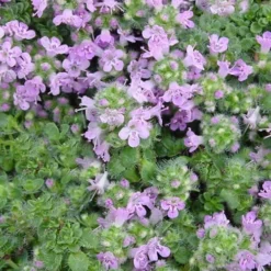 Elfin Creeping Thyme - Thymus Serphyllum - 10 Pack Of 4" Pint Pots -Garden Supplies Sales 2024 Thyme Elfin BS 5