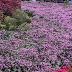 Pink Chintz Thyme - Thymus Serpyllum - 10 Pack Of Pint Pots -Garden Supplies Sales 2024 Thyme Pink Chintz 10
