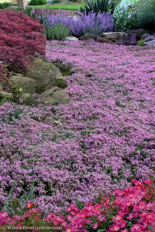 Pink Chintz Thyme - Thymus Serpyllum - 5 Pack Of Quart Pots 4 Pink Chintz Thyme - Thymus Serpyllum - 5 Pack Of Quart Pots - Image 4